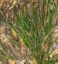Carex globosa