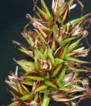 Carex hoodii