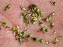Carex hoodii