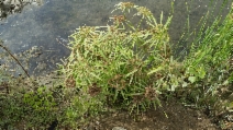 Cyperus involucratus
