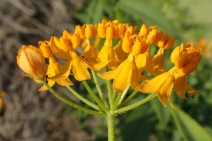 Asclepias curassavica