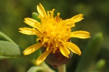Jaumea carnosa