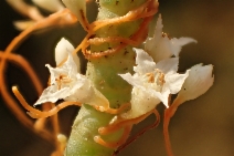 Cuscuta pacifica var. pacifica
