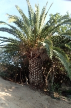 Phoenix canariensis