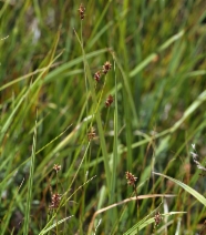 Carex jonesii