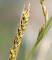 Carex obispoensis