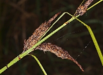 Carex obnupta