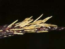 Carex obnupta