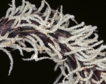 Carex obnupta