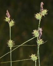 Carex serratodens