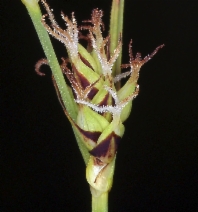Carex serratodens