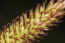 Carex spissa