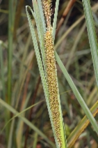 Carex spissa