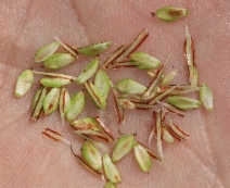 Carex spissa