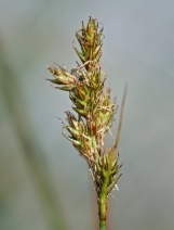 Carex subfusca