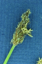 Eleocharis macrostachya
