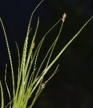 Eleocharis parishii