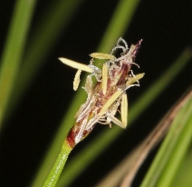 Eleocharis parishii