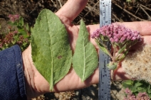 Pluchea odorata