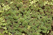 Azolla filiculoides