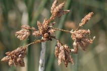 Schoenoplectus acutus var. occidentalis