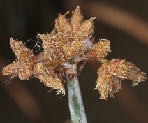 Schoenoplectus acutus var. occidentalis