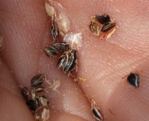Schoenoplectus acutus var. occidentalis