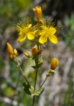 Hypericum perforatum