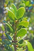 Quercus cedrosensis - Calflora