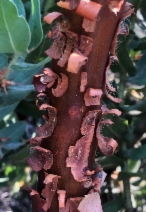 Arctostaphylos regismontana