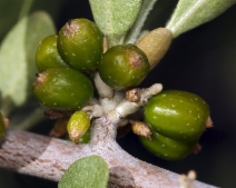 Shepherdia argentea