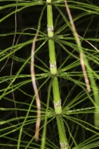 Equisetum telmateia ssp. braunii