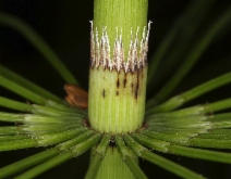 Equisetum telmateia ssp. braunii