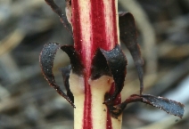 Allotropa virgata