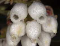 Arctostaphylos crustacea ssp. crustacea