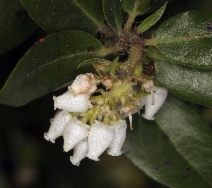 Arctostaphylos crustacea ssp. crustacea