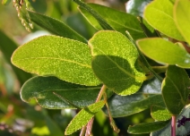 Arctostaphylos insularis