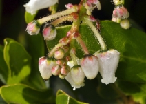 Arctostaphylos insularis