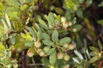 Arctostaphylos klamathensis