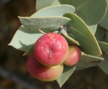 Arctostaphylos luciana