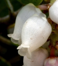 Arctostaphylos nevadensis ssp. nevadensis