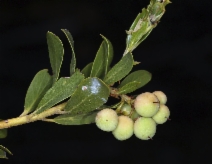 Arctostaphylos nevadensis ssp. nevadensis