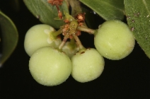 Arctostaphylos nevadensis ssp. nevadensis