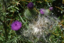 Cirsium vulgare