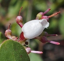 Arctostaphylos nevadensis ssp. knightii