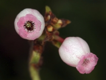 Arctostaphylos uva-ursi