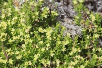 Galium andrewsii ssp. intermedium