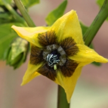 Physalis philadelphica