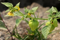 Physalis philadelphica