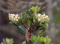 Comarostaphylis diversifolia